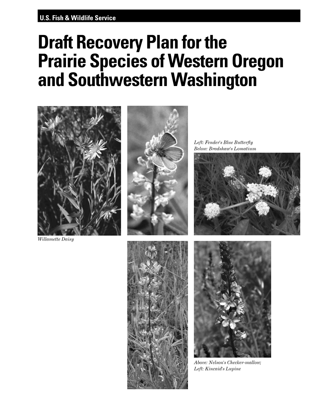 Draft Recovery Plan for the Prairie Species of Western Oregon and Southwestern Washington