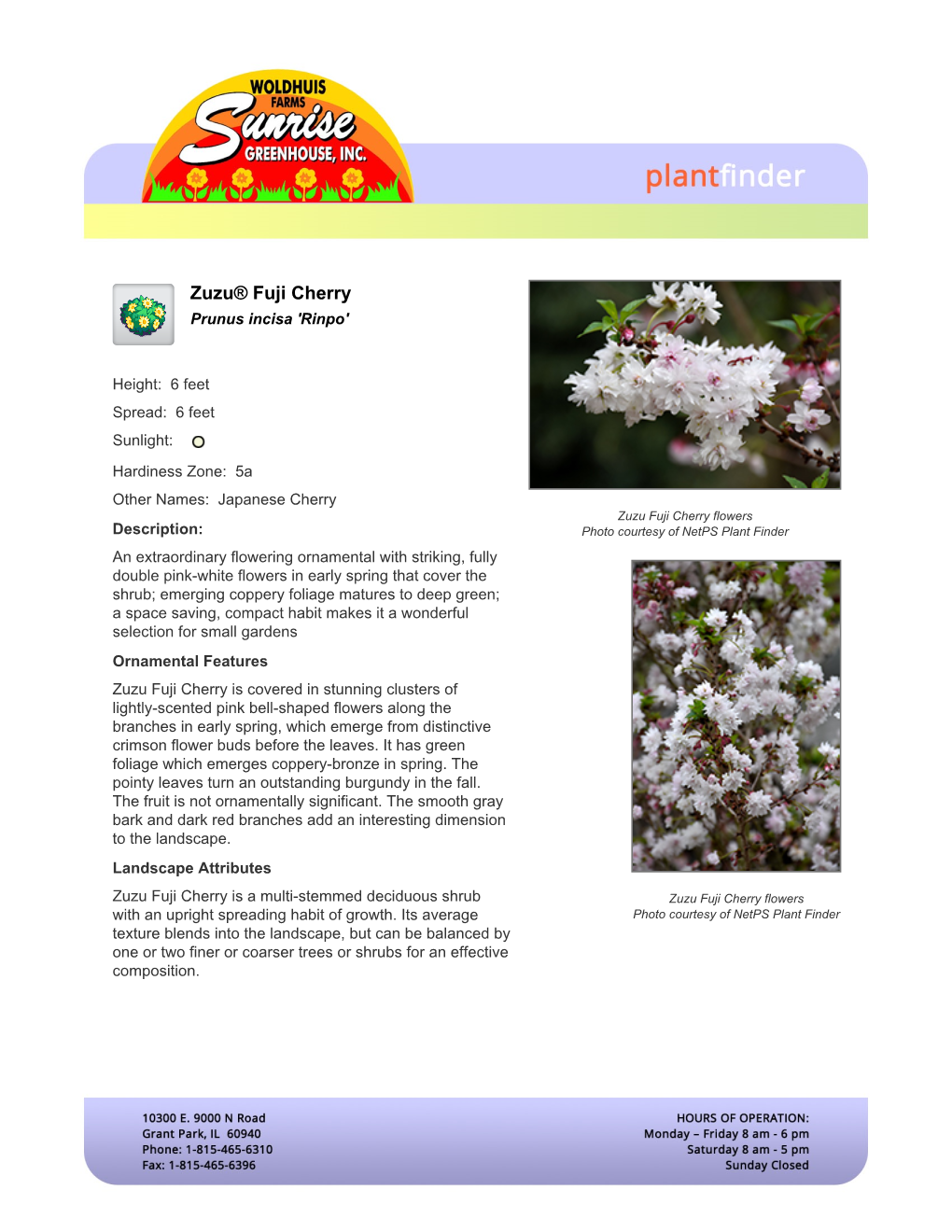 Zuzu® Fuji Cherry Prunus Incisa 'Rinpo'