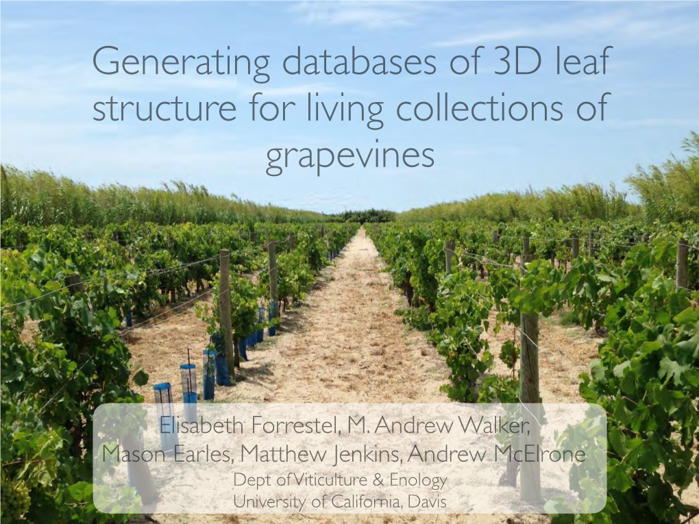 Generating Databases of Three-Dimensional Leaf Structure For
