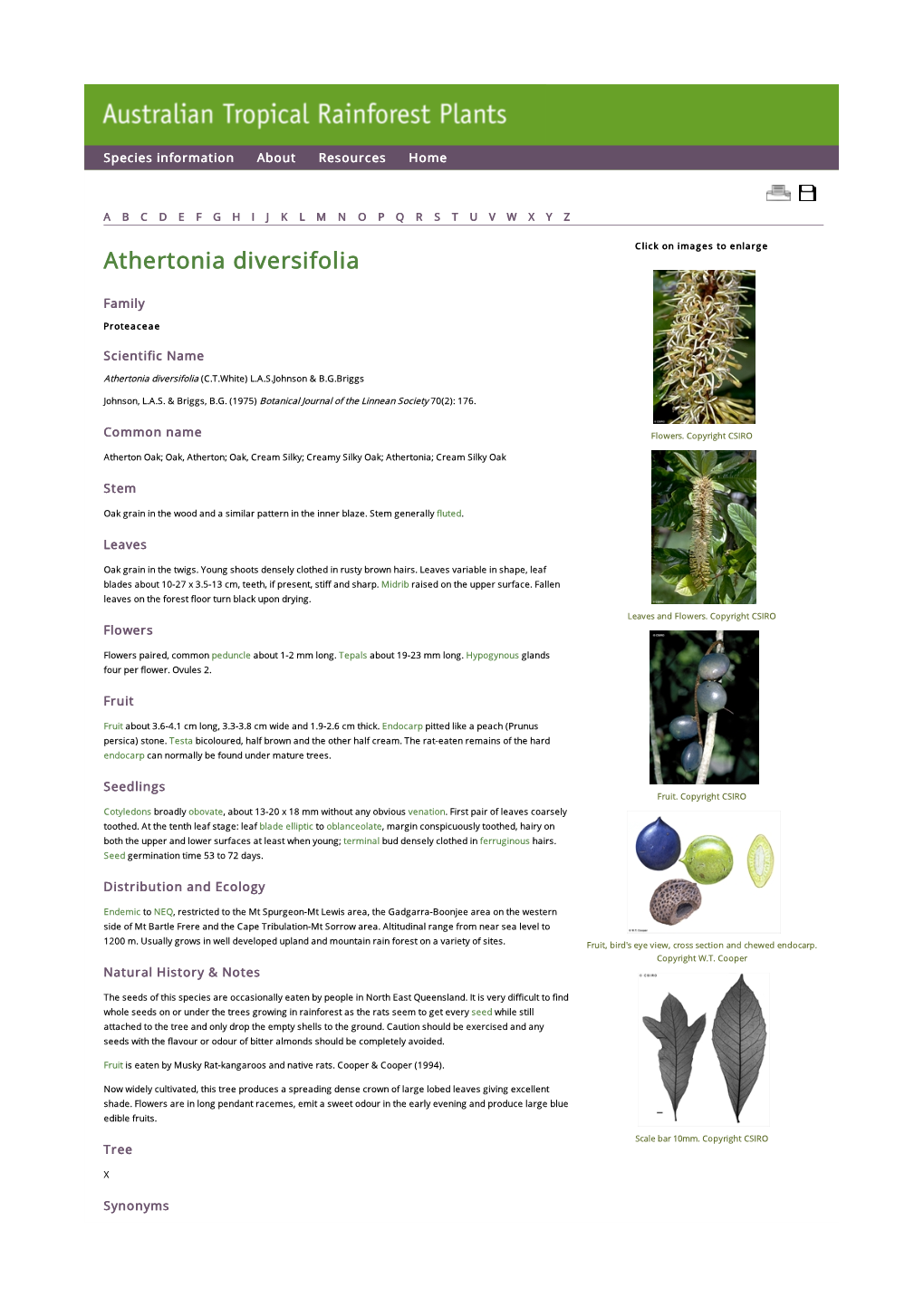 Athertonia Diversifolia Click on Images to Enlarge