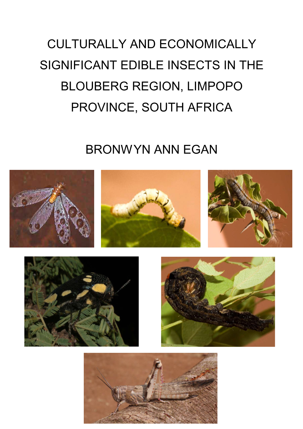 Culturally and Economically Significant Edible Insects in the Blouberg Region, Limpopo Province, South Africa