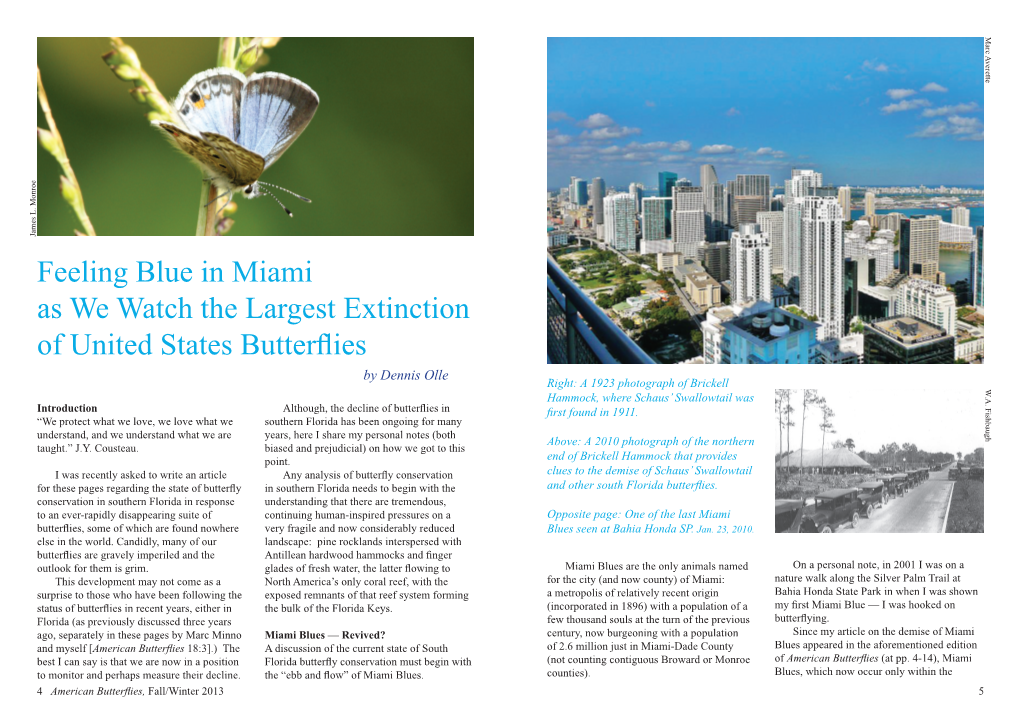 Feeling Blue in Miami As We Watch the Largest Extinction of United States Butterflies by Dennis Olle