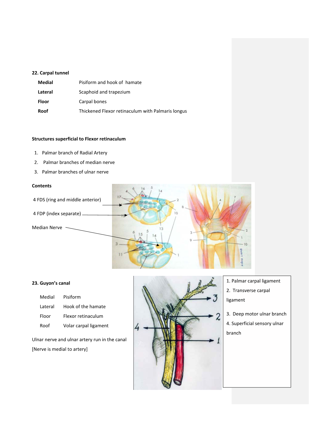 22. Carpal Tunnel Medial Pisiform and Hook of Hamate Lateral Scaphoid and Trapezium Floor Carpal Bones Roof Thickened Flexor Retinaculum with Palmaris Longus