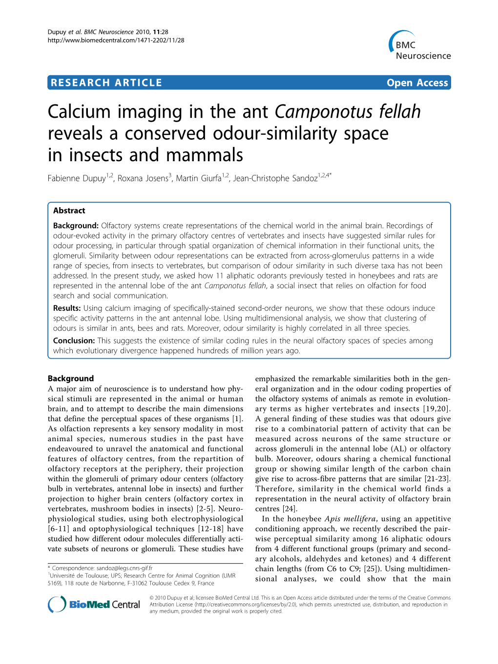 Calcium Imaging in the Ant Camponotus Fellah Reveals