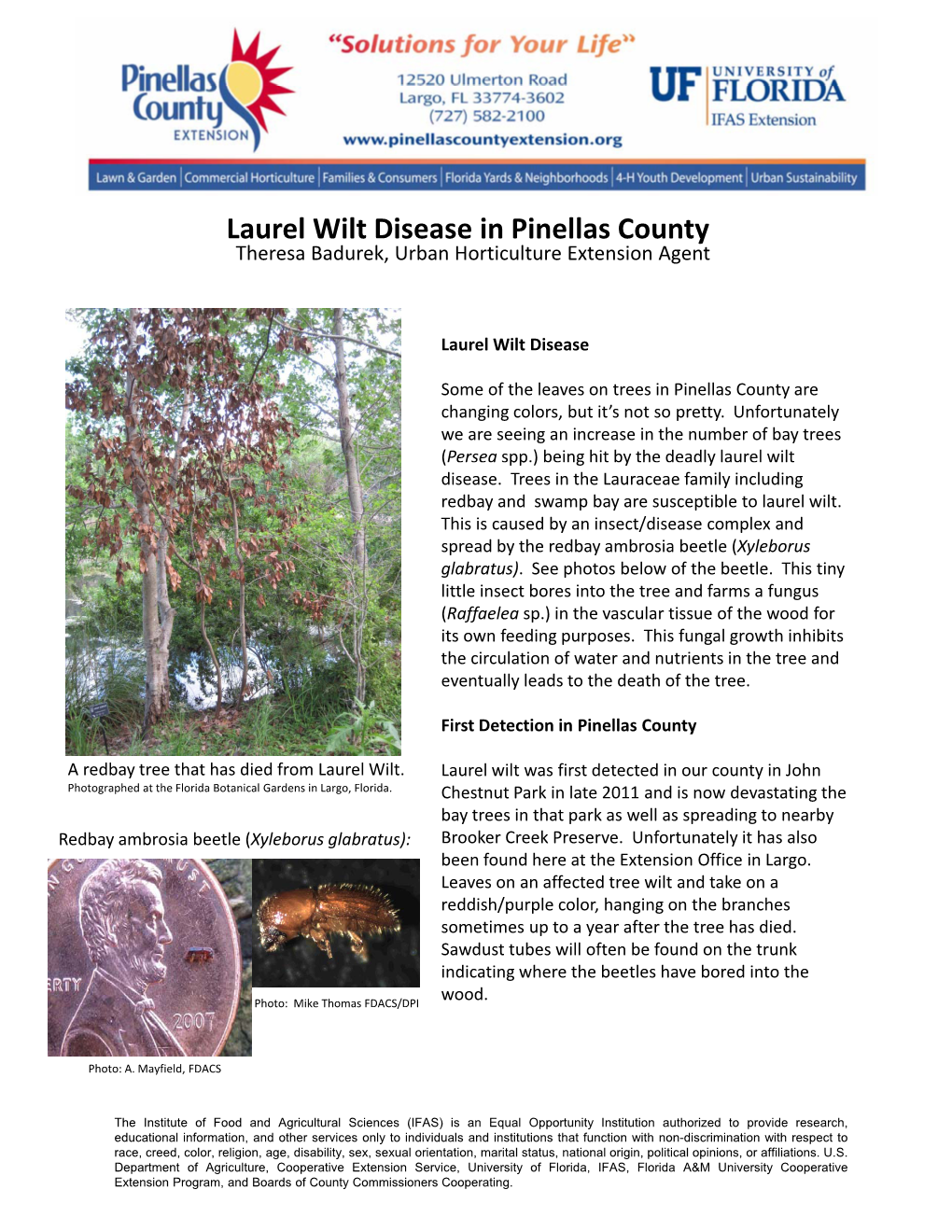 Laurel Wilt Disease in Pinellas County Theresa Badurek, Urban Horticulture Extension Agent