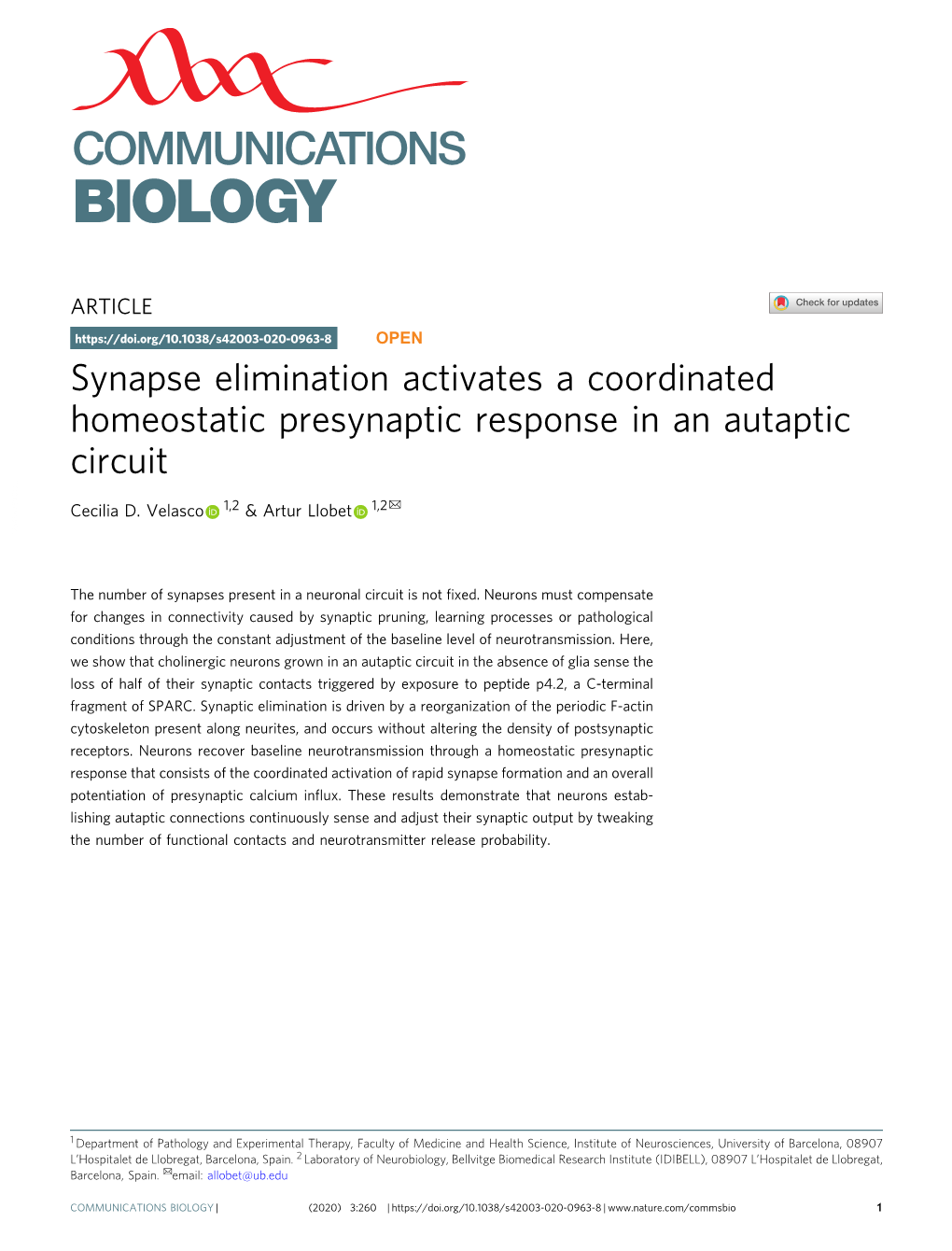 Synapse Elimination Activates a Coordinated Homeostatic Presynaptic Response in an Autaptic Circuit ✉ Cecilia D