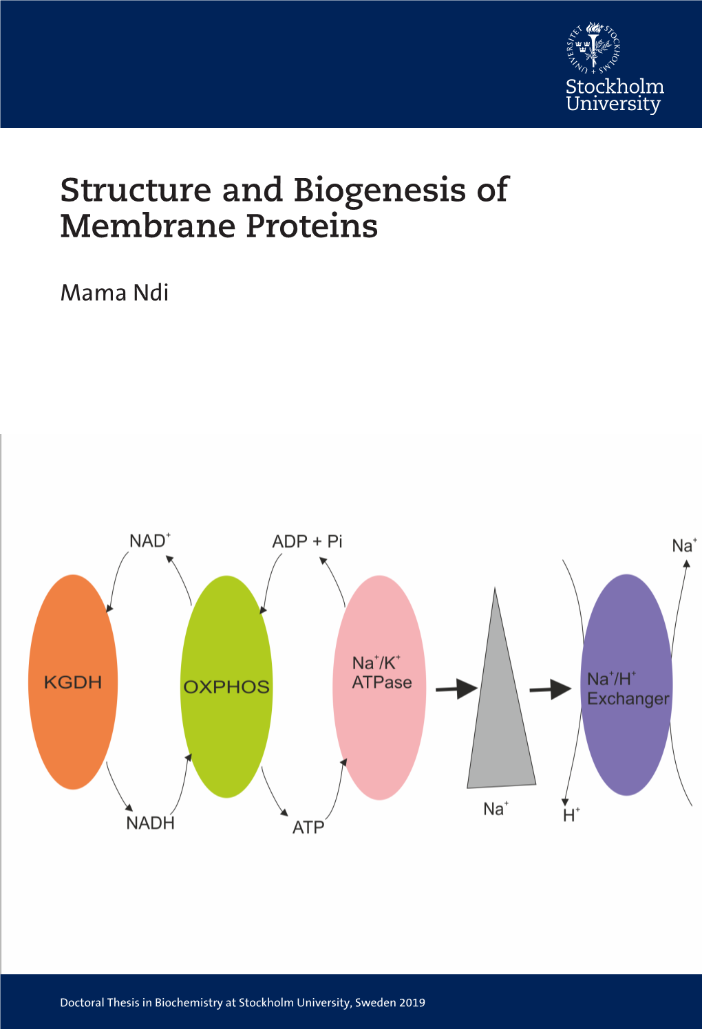 Structure and Biogenesis of Membrane Proteins Structure and Biogenesis of Membrane Proteins Mama Ndi