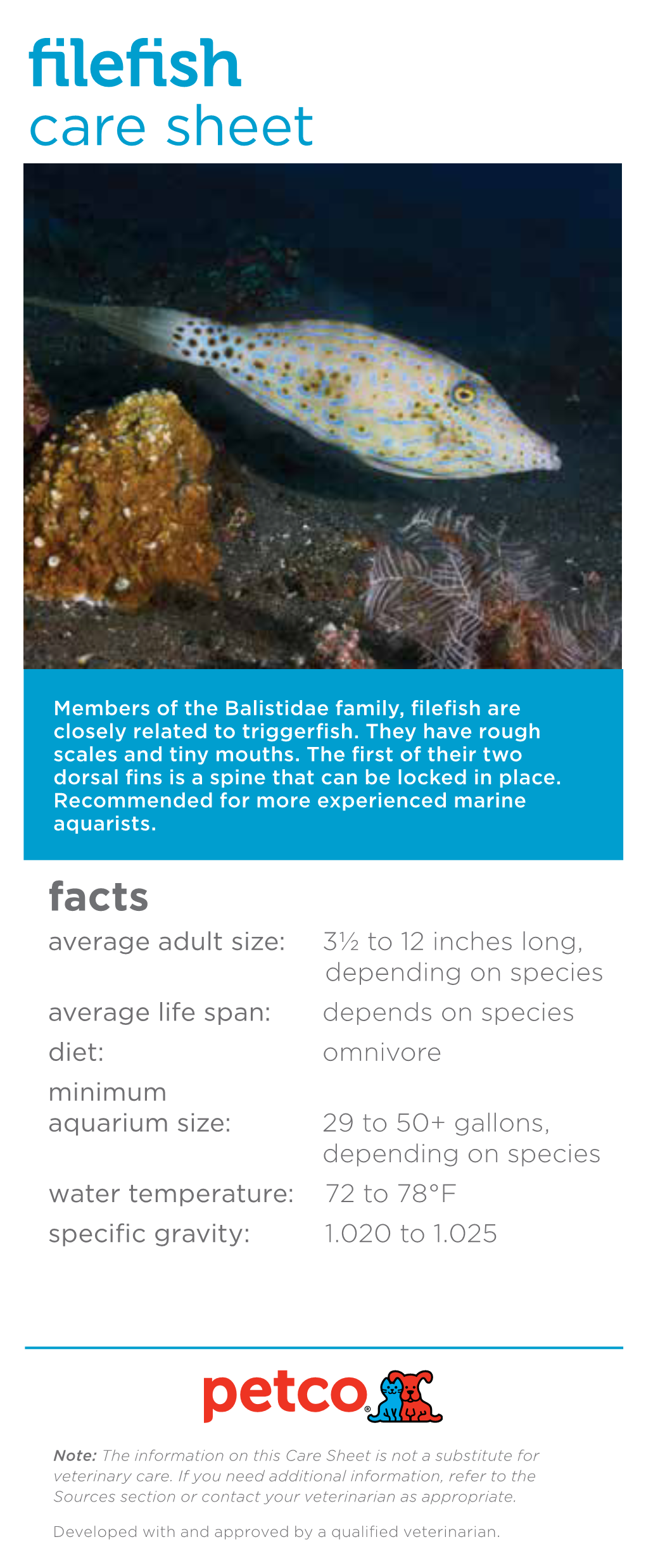 Filefish Care Sheet