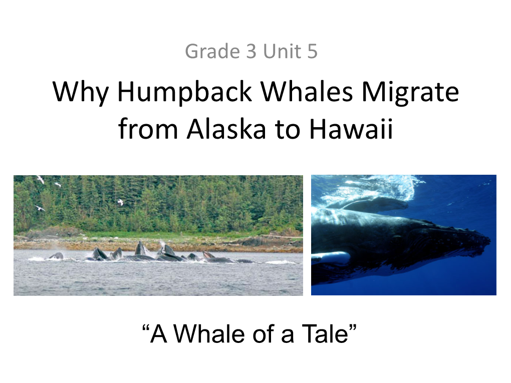 Humpback Whale Migration from Alaska to Hawaii