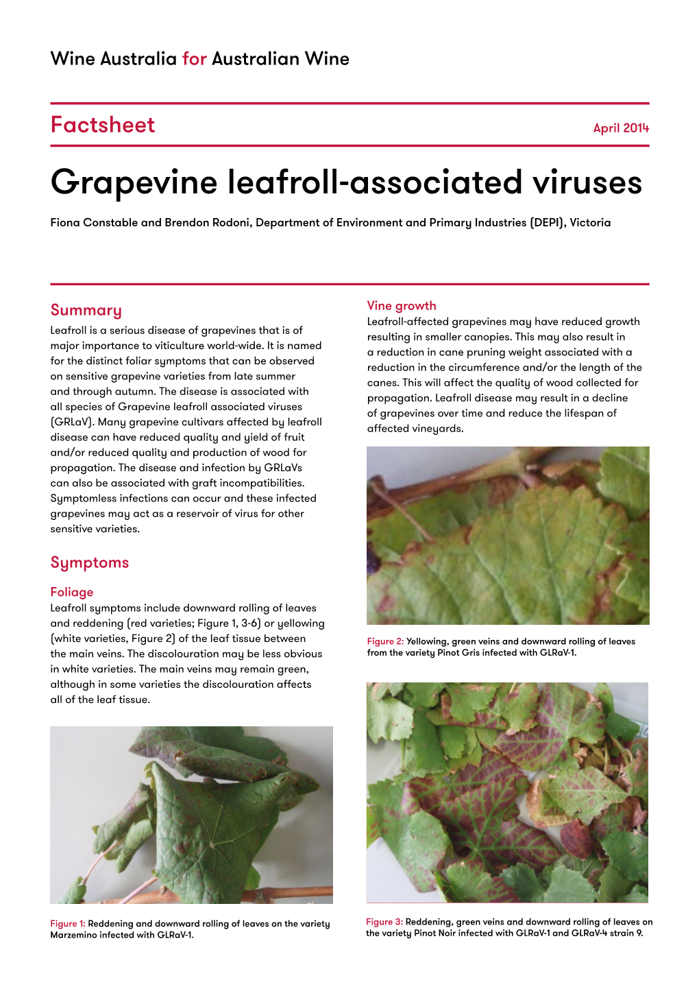 Grapevine Leafroll-Associated Viruses