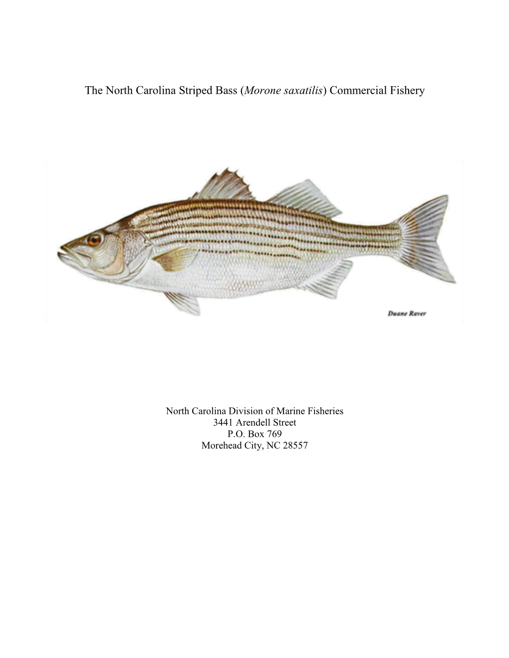 The North Carolina Striped Bass (Morone Saxatilis) Commercial Fishery