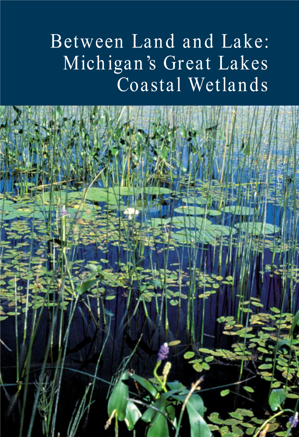 Between Land and Lake: Michigan's Great Lakes Coastal Wetlands