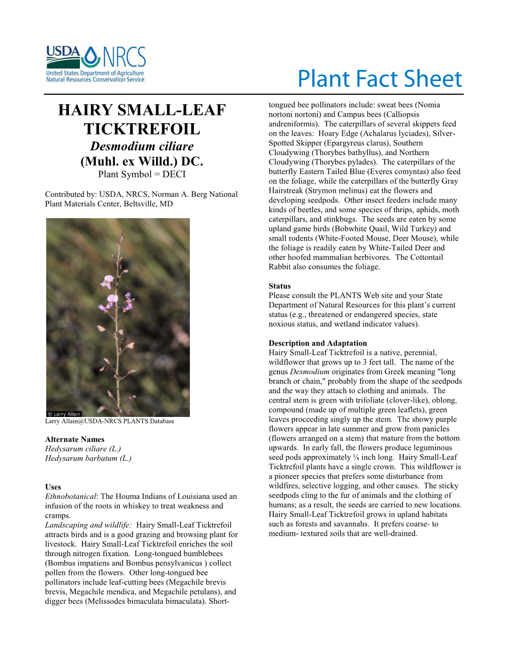 Hairy Small Leaf Ticktrefoil (Desmodium Ciliare) Plant Fact Sheet