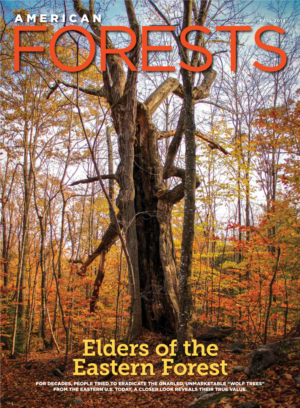 Elders of the Eastern Forest for DECADES, PEOPLE TRIED to ERADICATE the GNARLED, UNMARKETABLE “WOLF TREES” from the EASTERN U.S