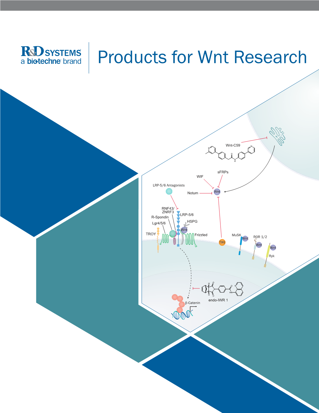 Products for Wnt Research
