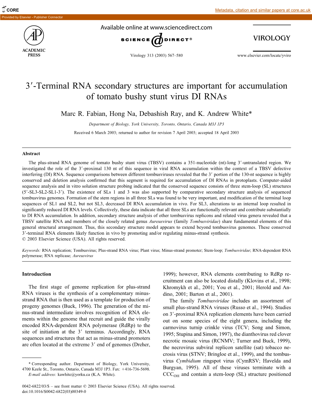 3-Terminal RNA Secondary Structures Are Important for Accumulation Of