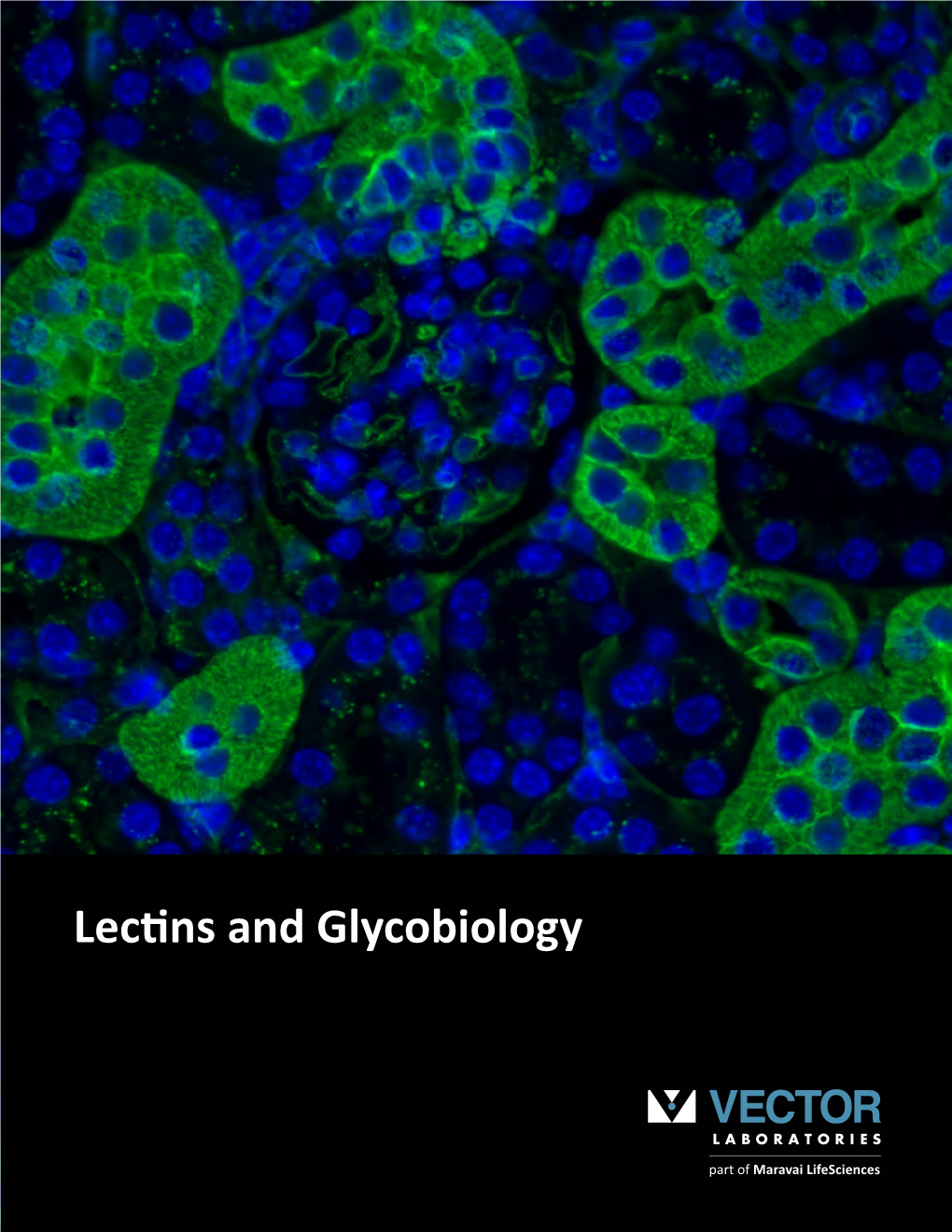 Lectins and Glycobiology