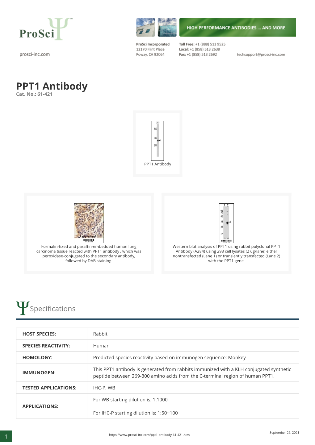 PPT1 Antibody Cat
