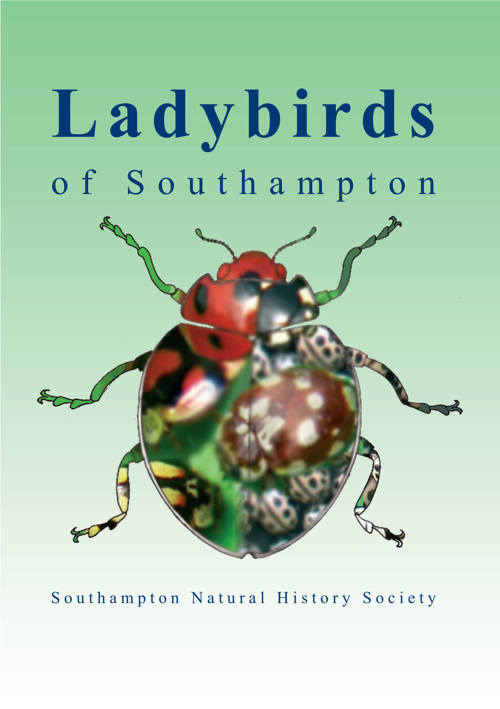 Ladybirds of Southampton