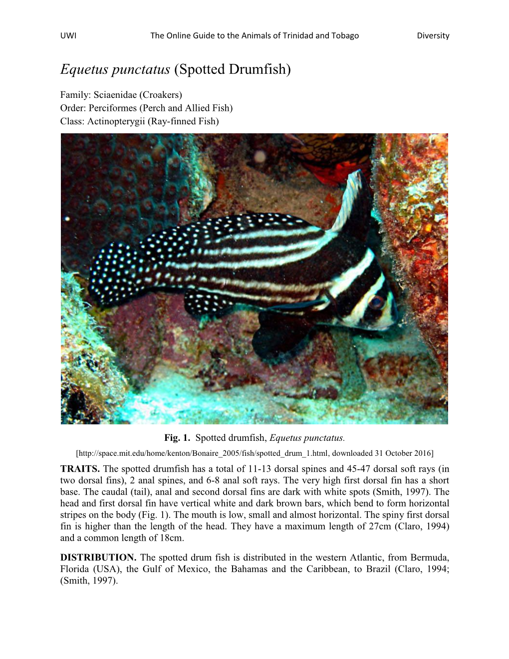 Equetus Punctatus (Spotted Drumfish)