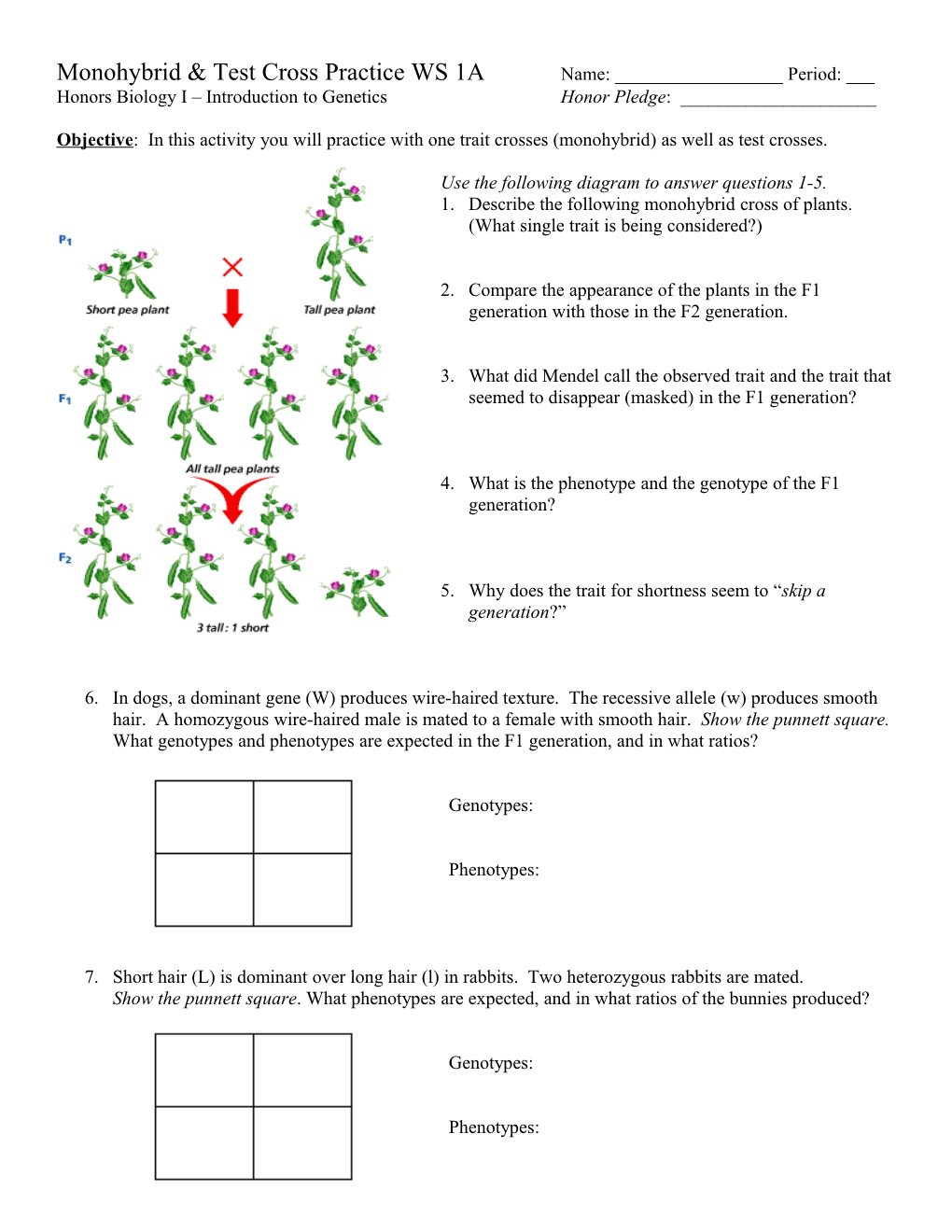 Monohybrid and Test Cross Practice