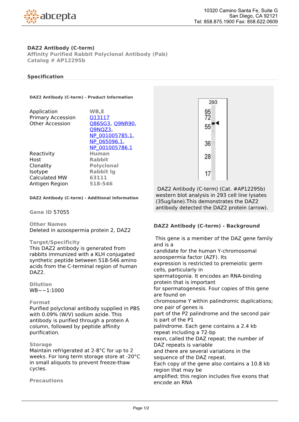 DAZ2 Antibody (C-Term) Affinity Purified Rabbit Polyclonal Antibody (Pab) Catalog # Ap12295b