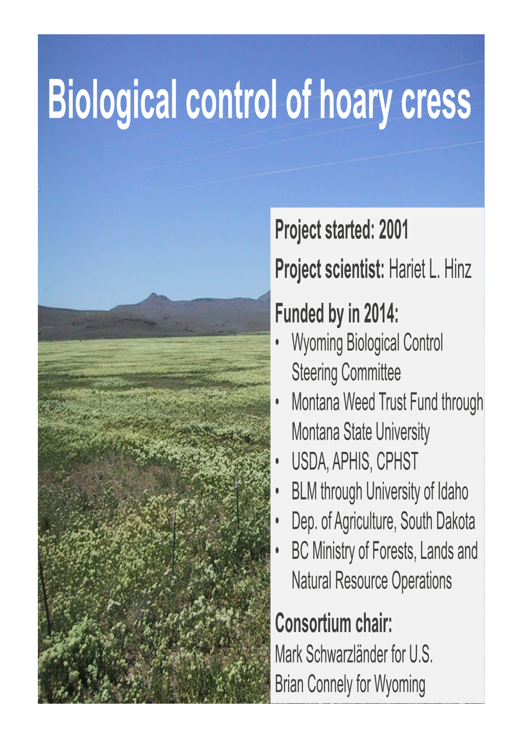 Biological Control of Hoary Cress