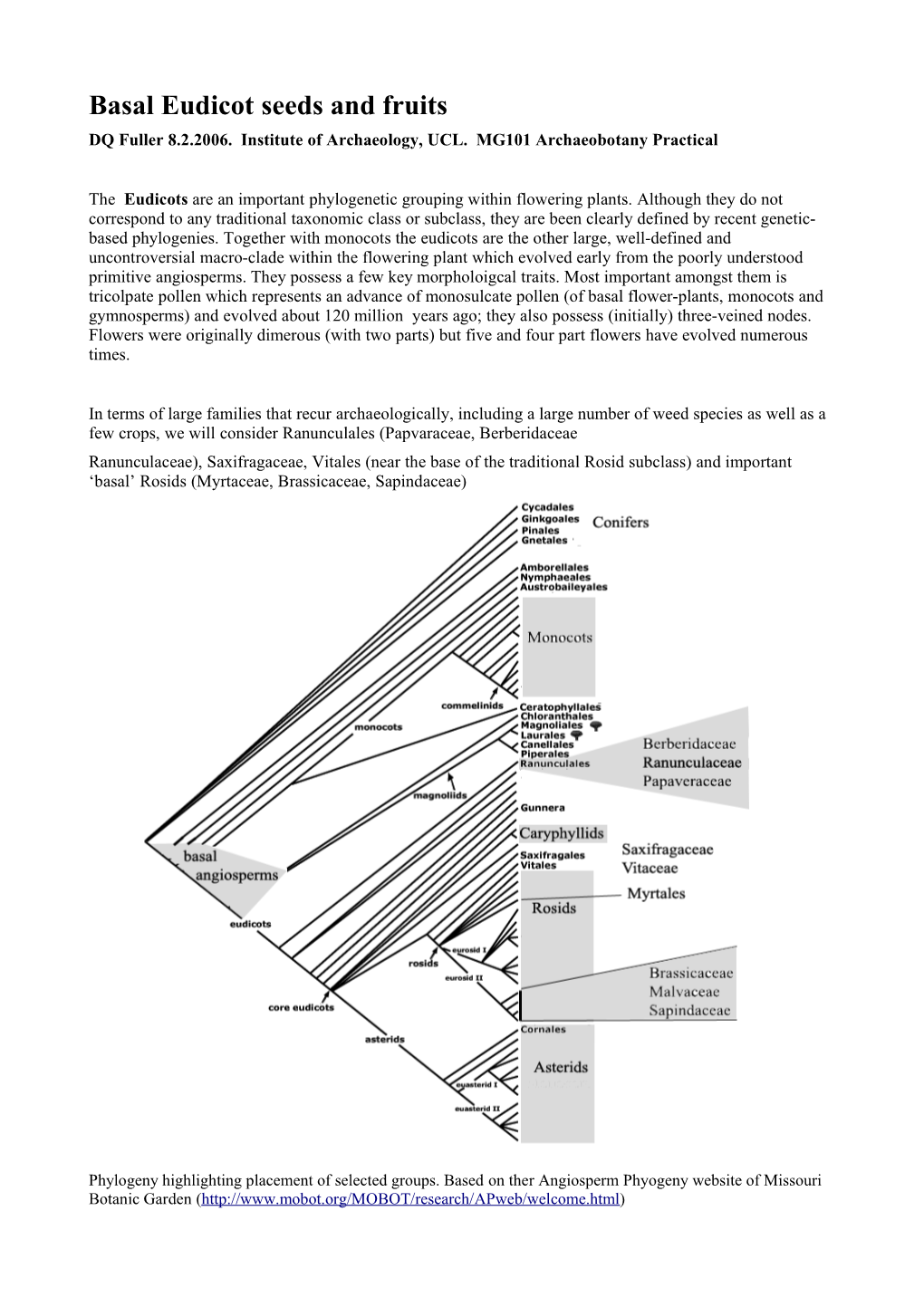 Basal Eudicot Seeds and Fruits DQ Fuller 8.2.2006
