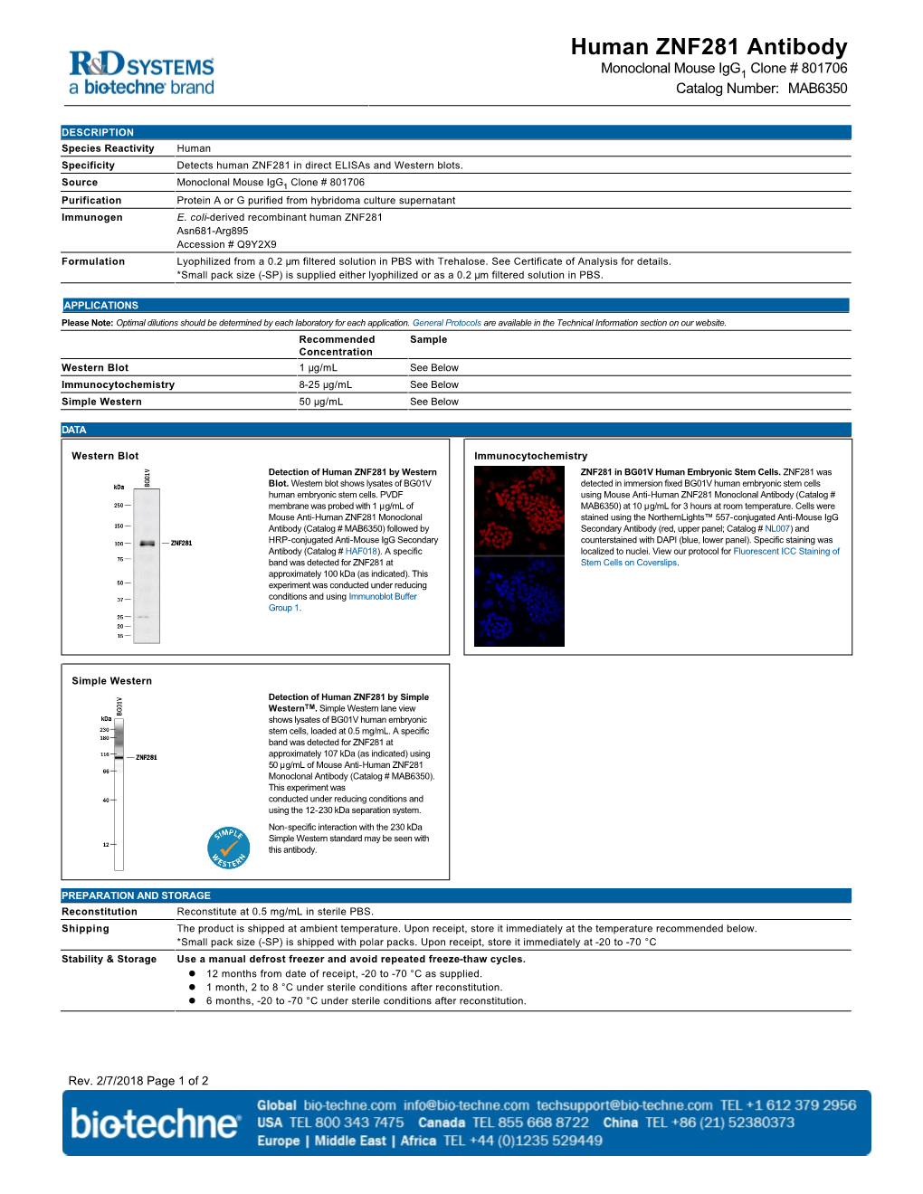 Human ZNF281 Antibody