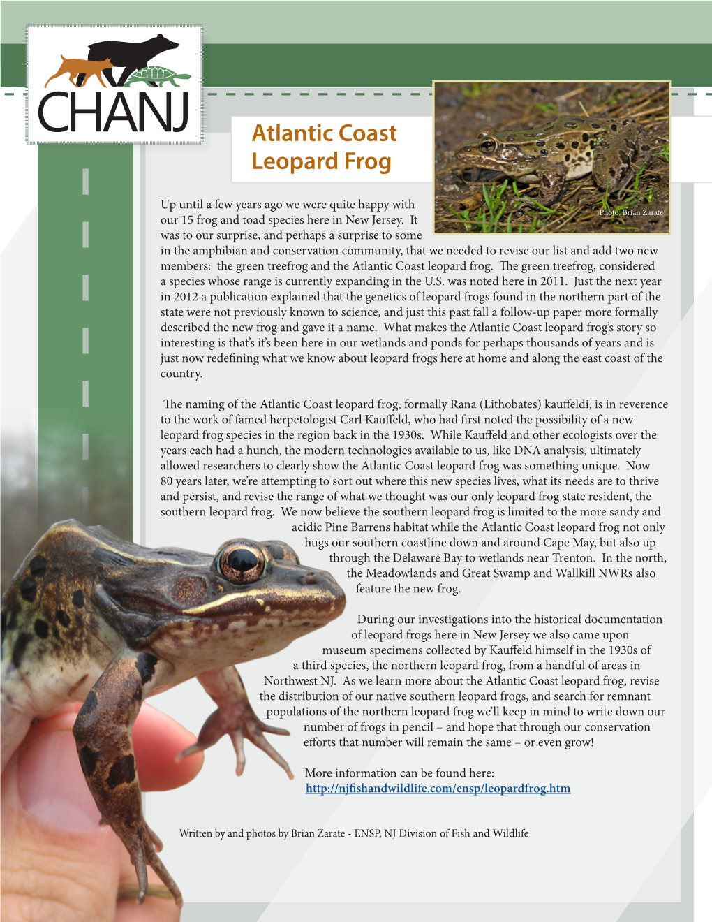 Atlantic Coast Leopard Frog Profile