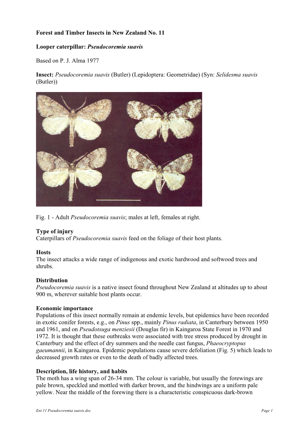 Pseudocoremia Suavis Based on PJ Alma 1977 Insect