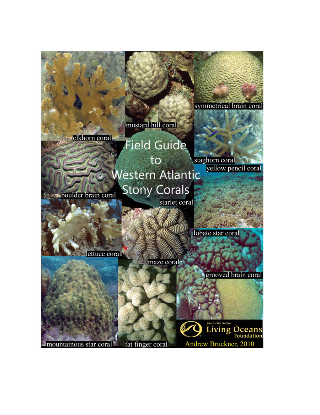 Field Guide to Western Atlantic Stony Corals