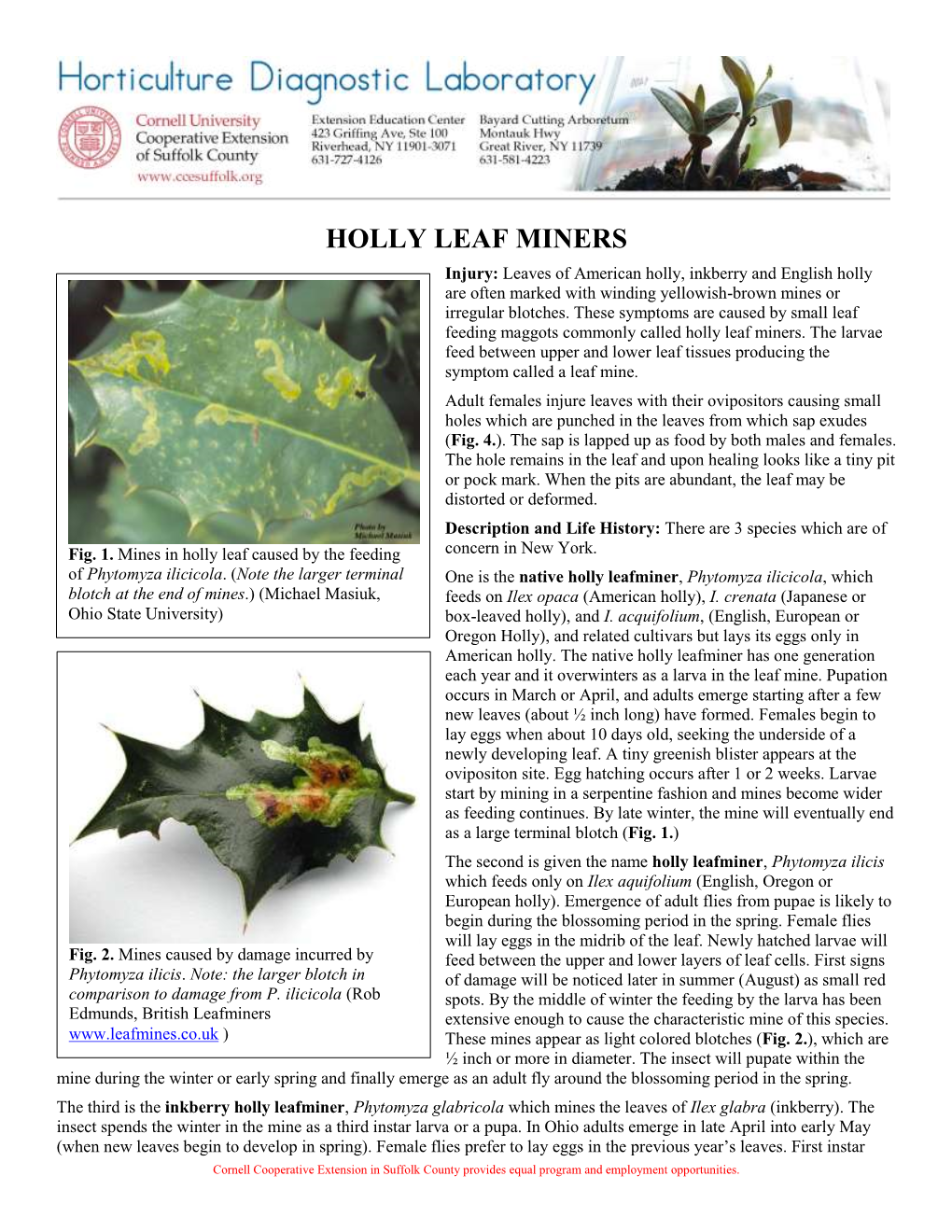 HOLLY LEAF MINERS Injury: Leaves of American Holly, Inkberry and English Holly Are Often Marked with Winding Yellowish-Brown Mines Or Irregular Blotches