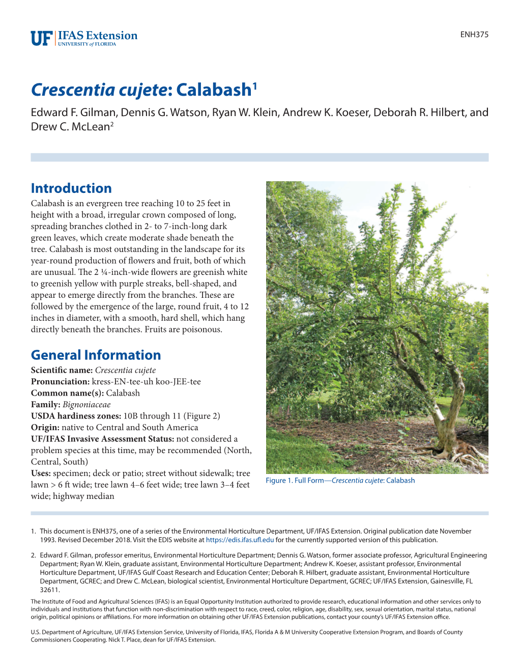 Crescentia Cujete: Calabash1 Edward F