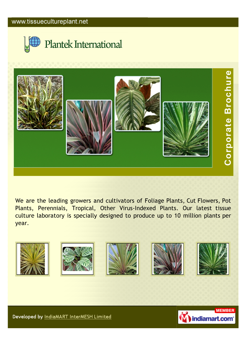 We Are the Leading Growers and Cultivators of Foliage Plants, Cut Flowers, Pot Plants, Perennials, Tropical, Other Virus-Indexed Plants