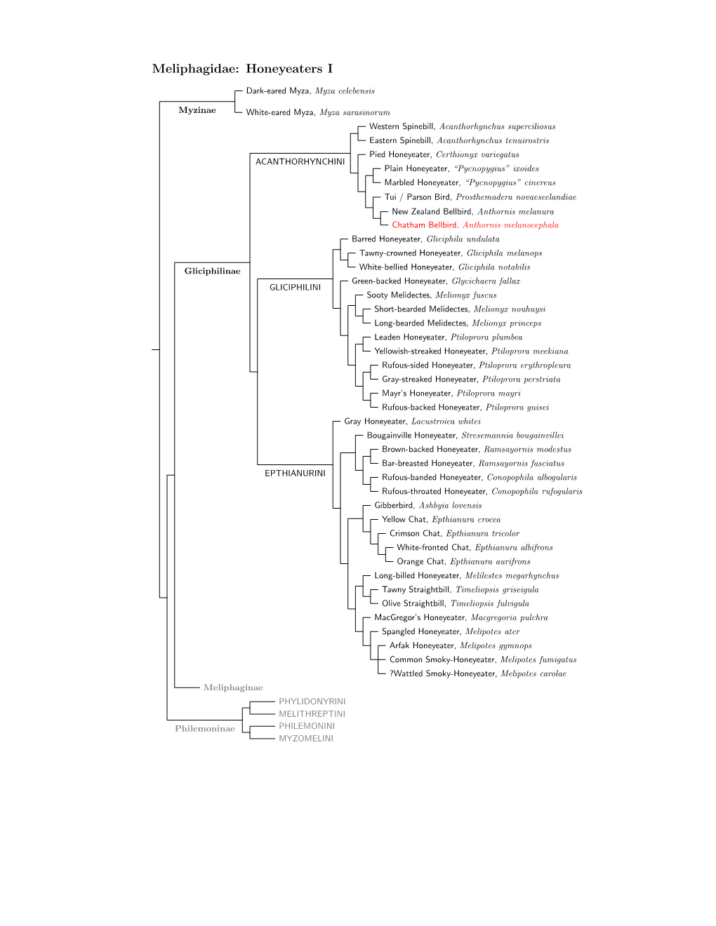 Meliphagidae Species Tree