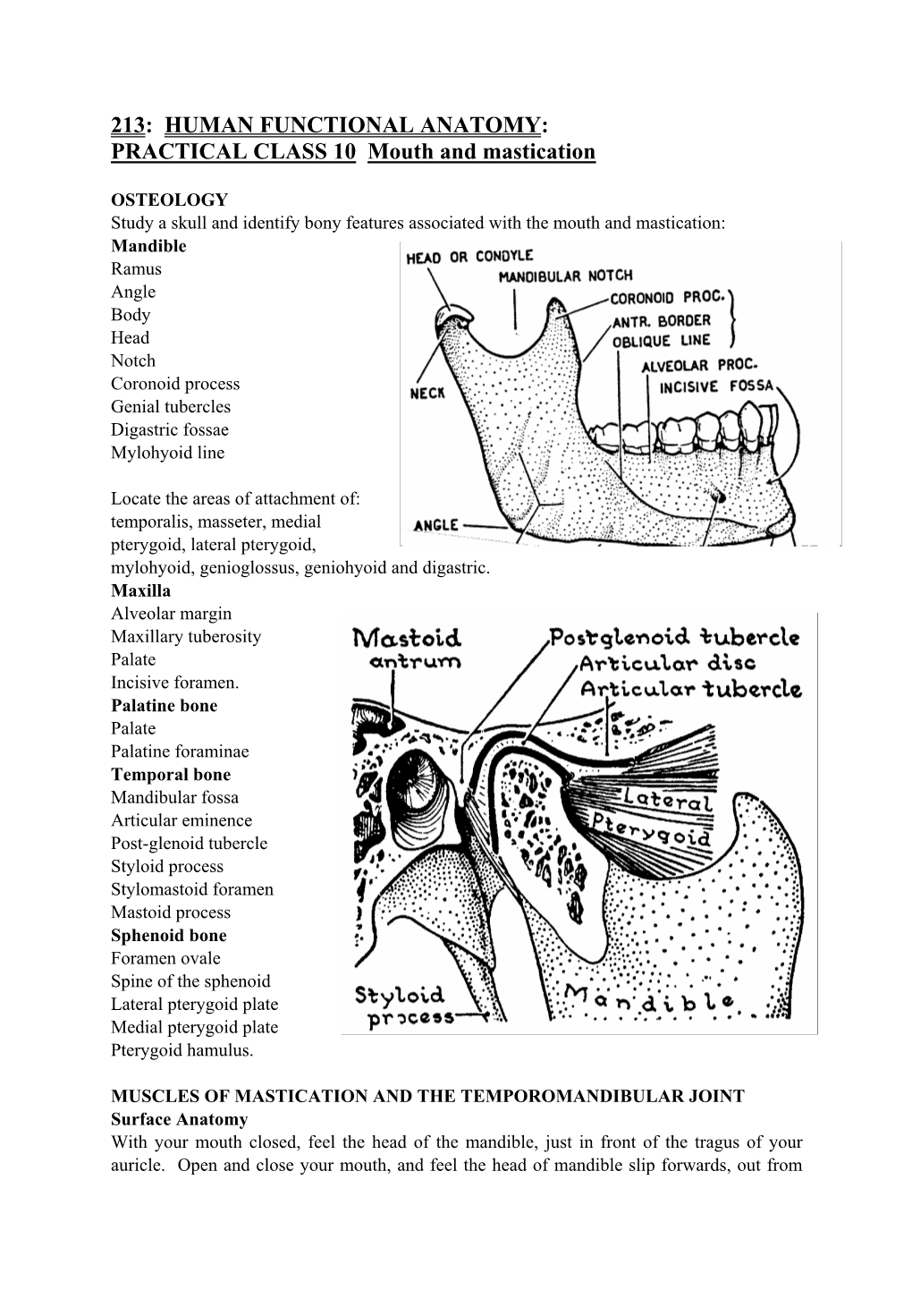213: HUMAN FUNCTIONAL ANATOMY: PRACTICAL CLASS 10 Mouth and Mastication