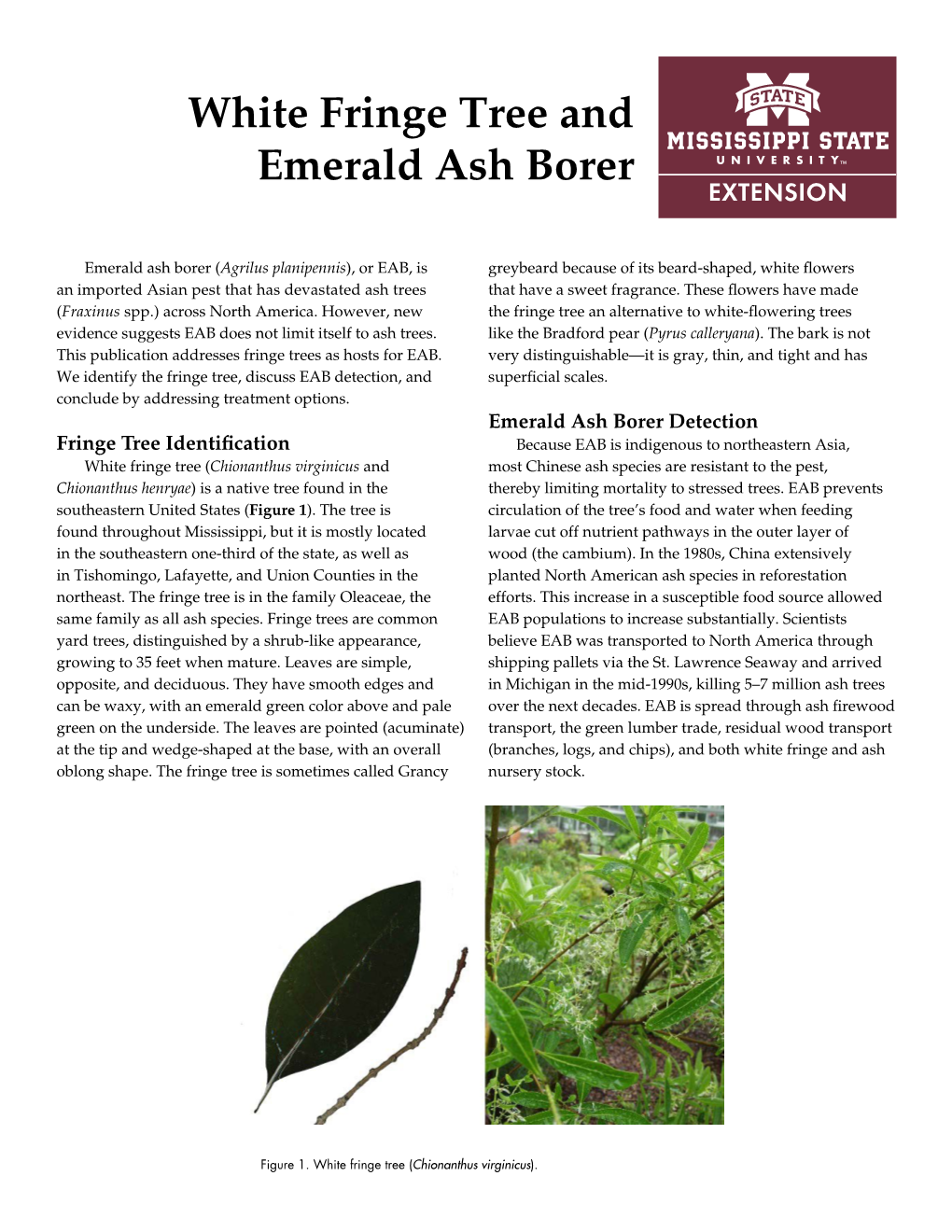White Fringe Tree and Emerald Ash Borer