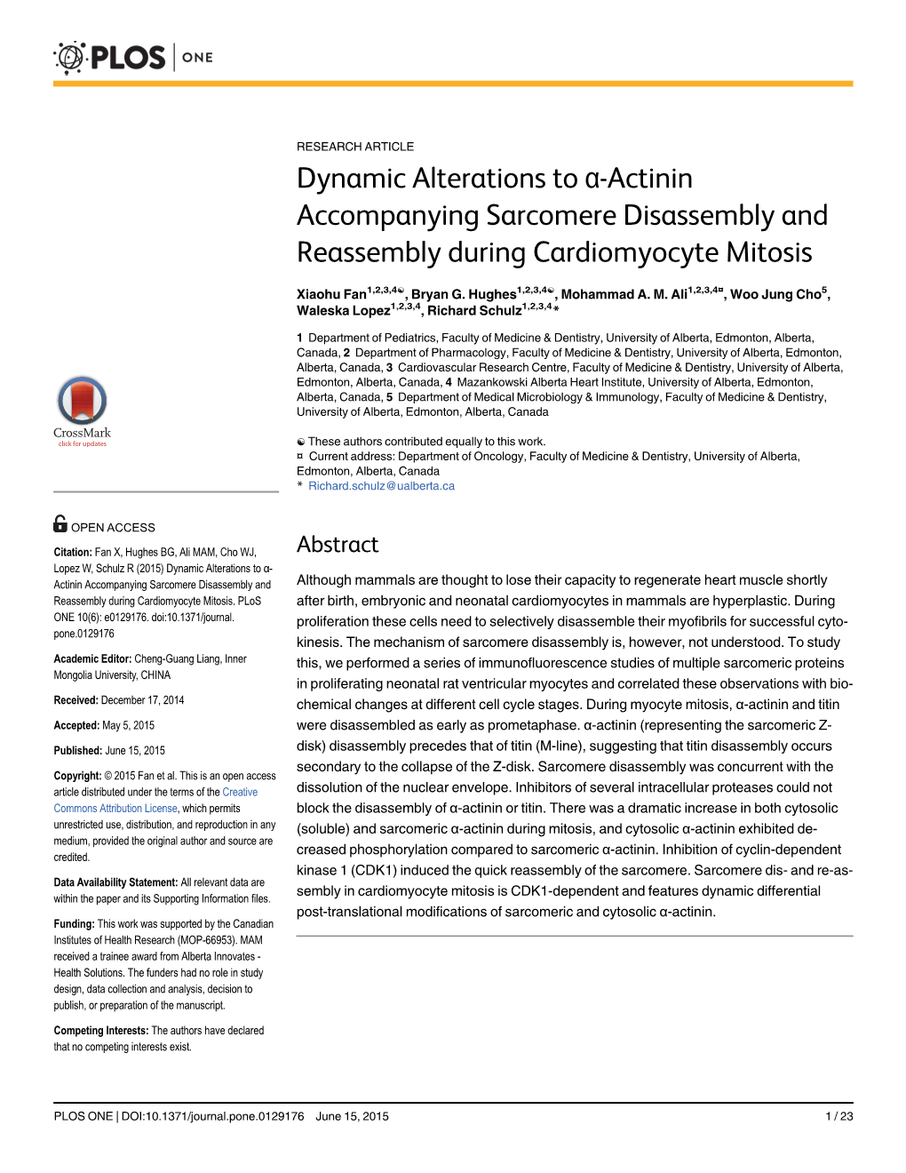 Dynamic Alterations to Α-Actinin Accompanying Sarcomere Disassembly and Reassembly During Cardiomyocyte Mitosis