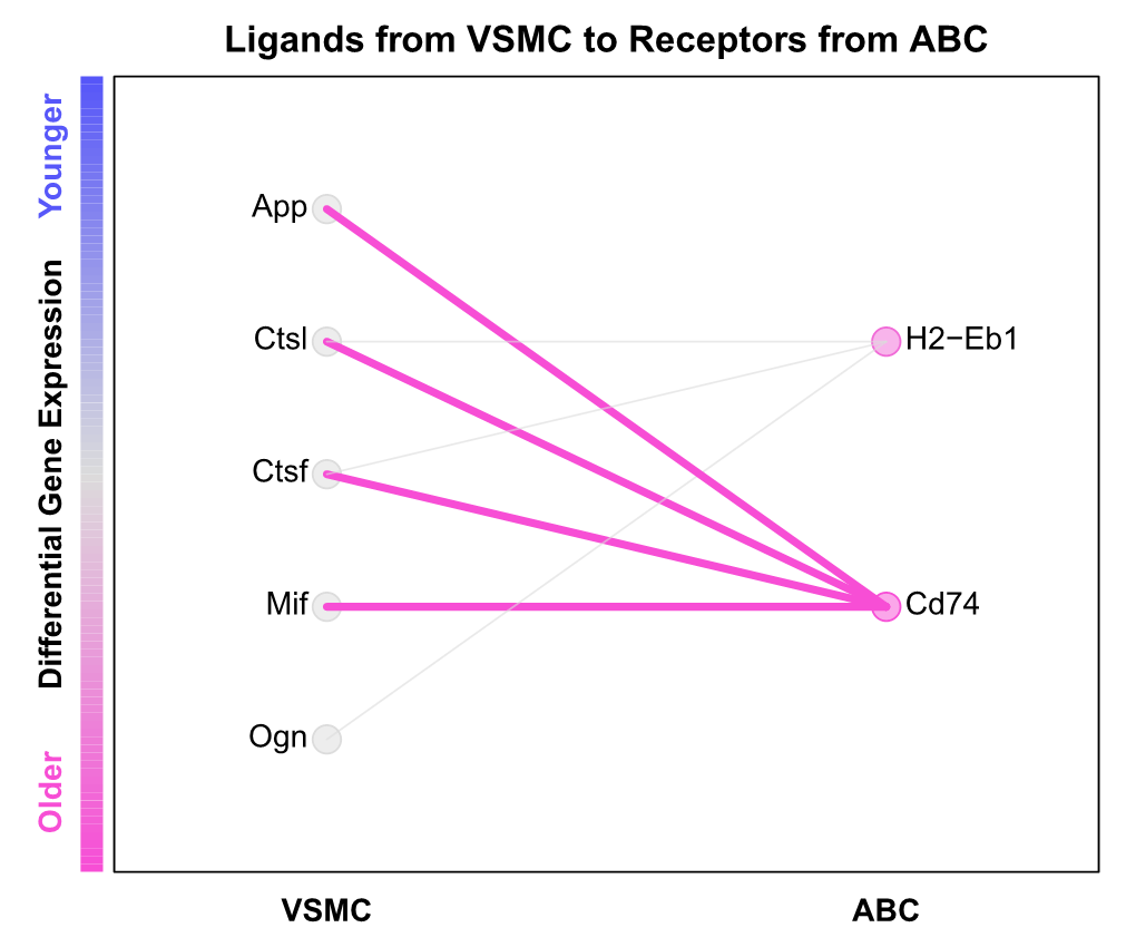 Ligands from VSMC to Receptors from ABC