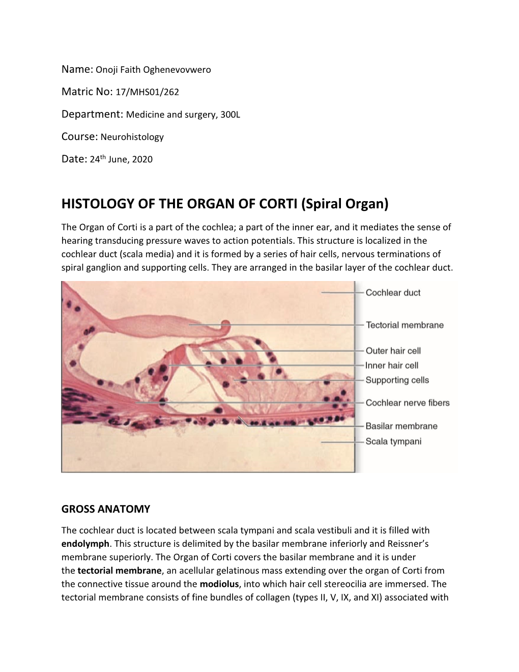 HISTOLOGY of the ORGAN of CORTI (Spiral Organ)