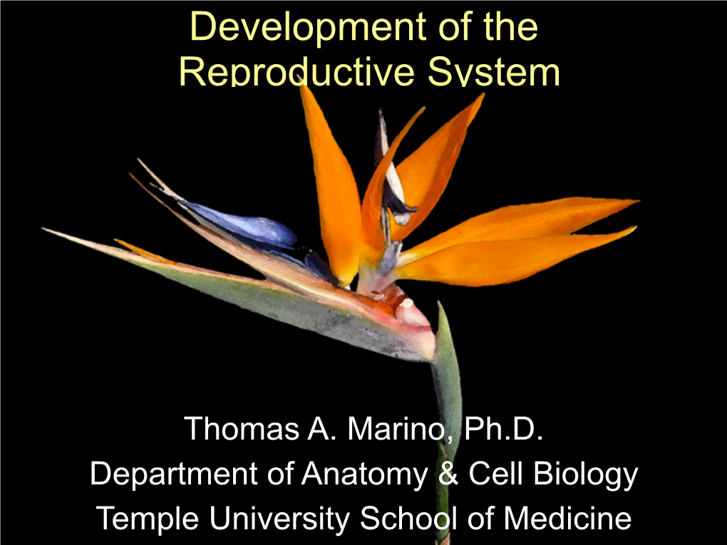 10 Development of the Reproductive Systems1