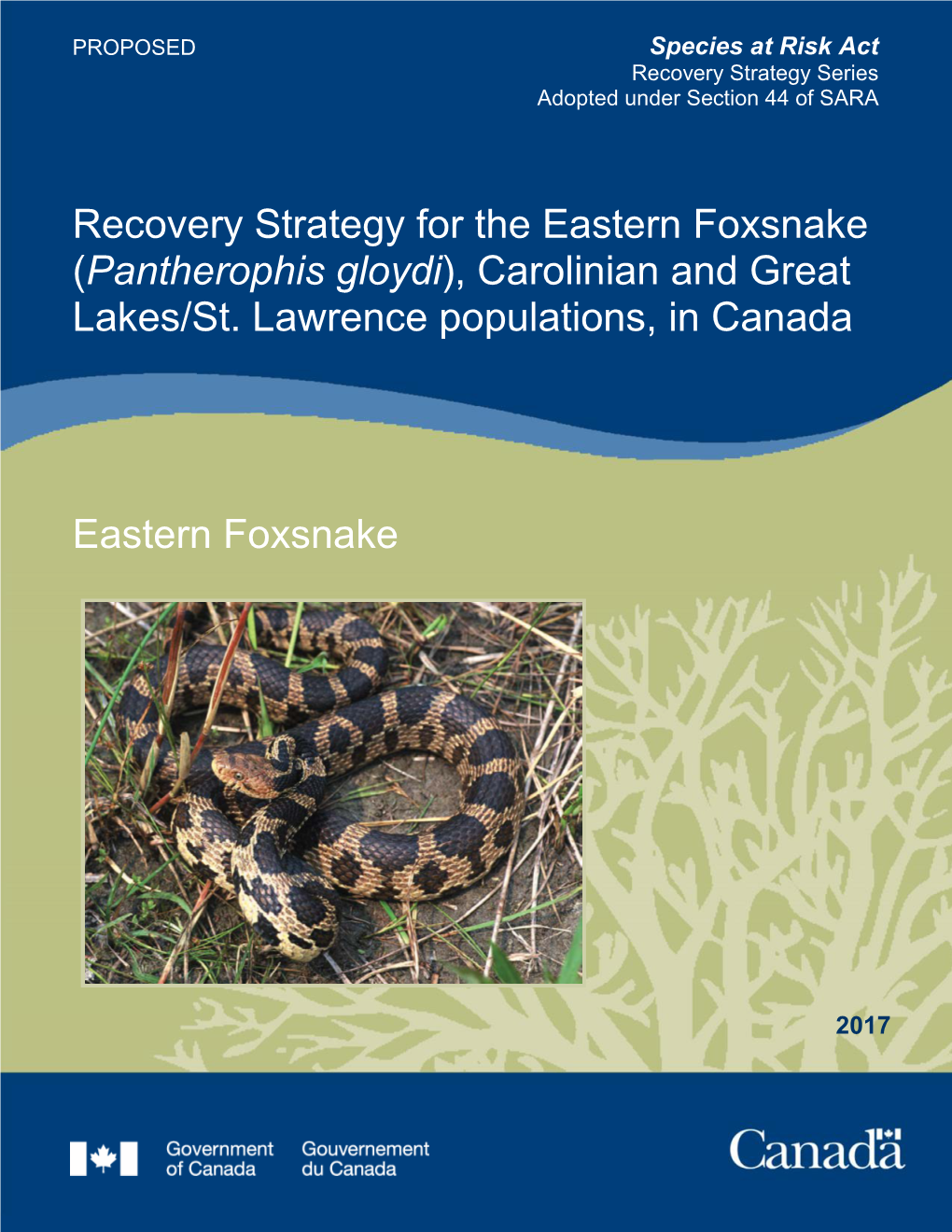 Eastern Foxsnake (Pantherophis Gloydi), Carolinian and Great Lakes/St