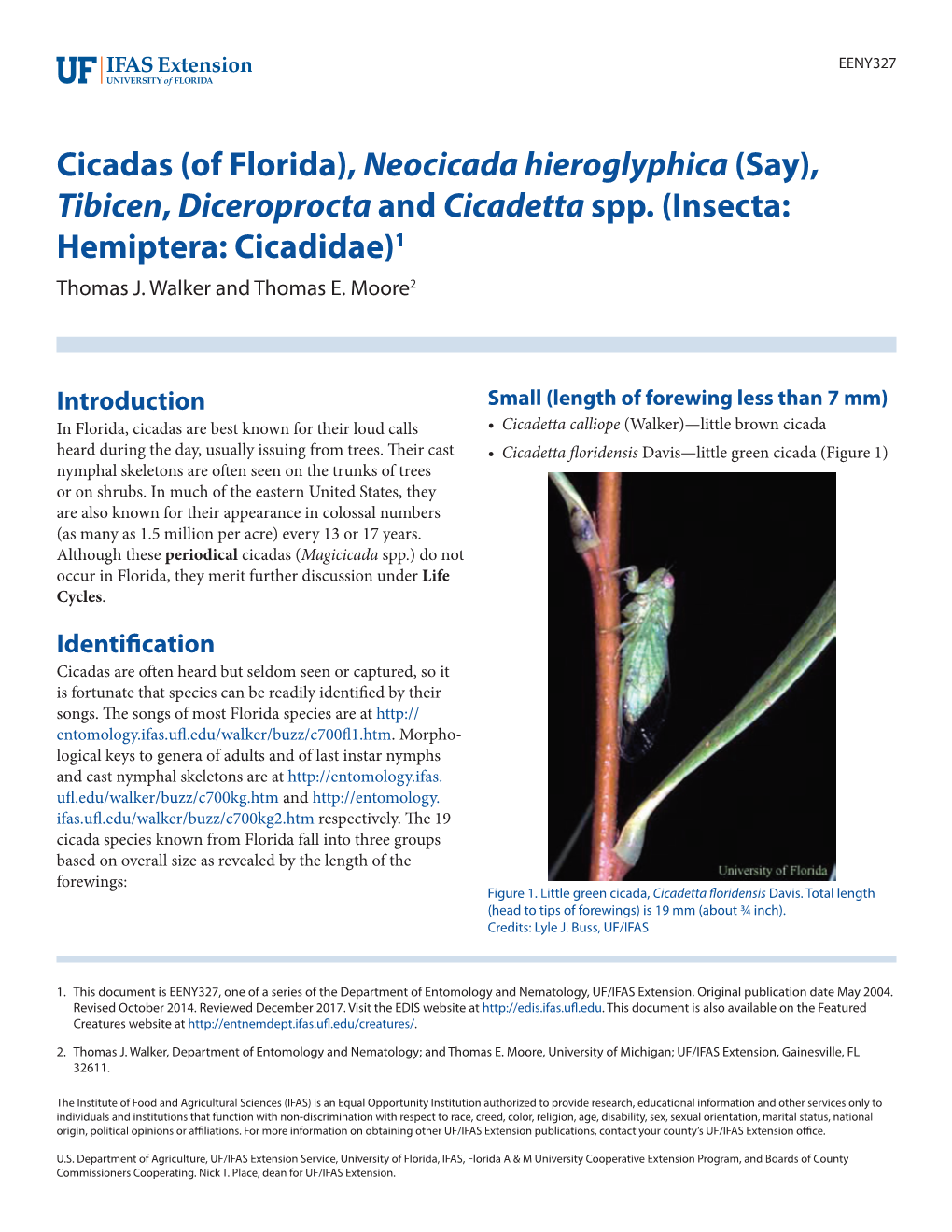 Cicadas (Of Florida), Neocicada Hieroglyphica (Say), Tibicen, Diceroprocta and Cicadetta Spp