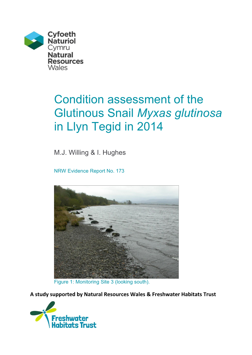 Condition Assessment of the Glutinous Snail Myxas Glutinosa in Llyn Tegid in 2014