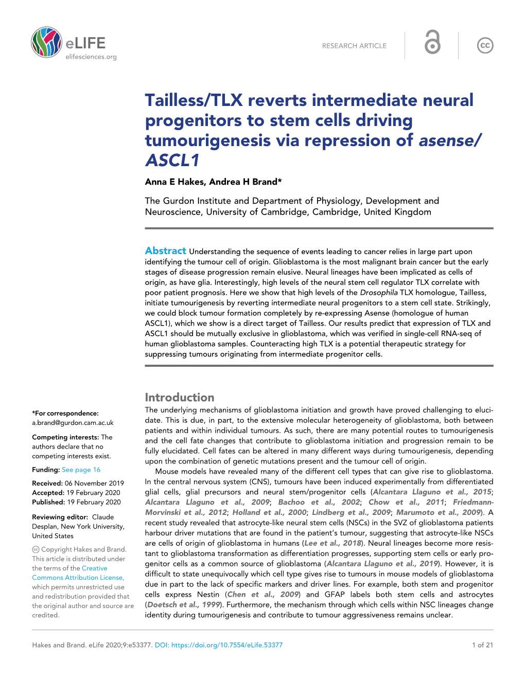 Tailless/TLX Reverts Intermediate Neural Progenitors to Stem Cells Driving Tumourigenesis Via Repression of Asense/ ASCL1 Anna E Hakes, Andrea H Brand*