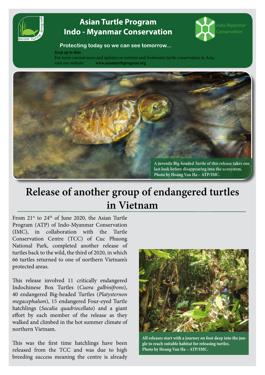 Release of Another Group of Endangered Turtles in Vietnam