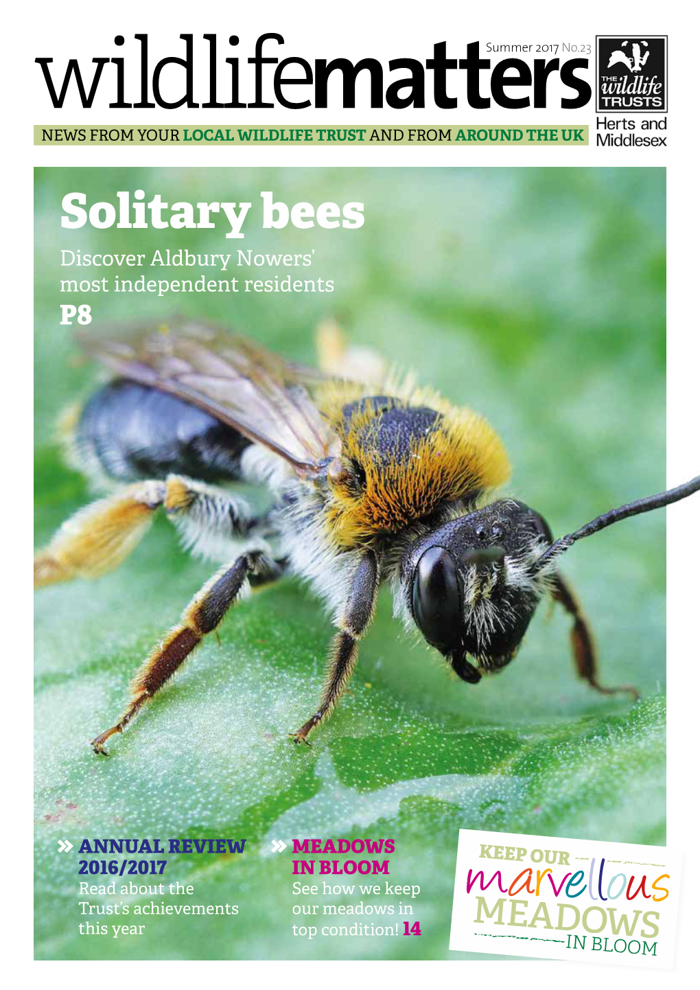 Solitary Bees Discover Aldbury Nowers’ Most Independent Residents P8