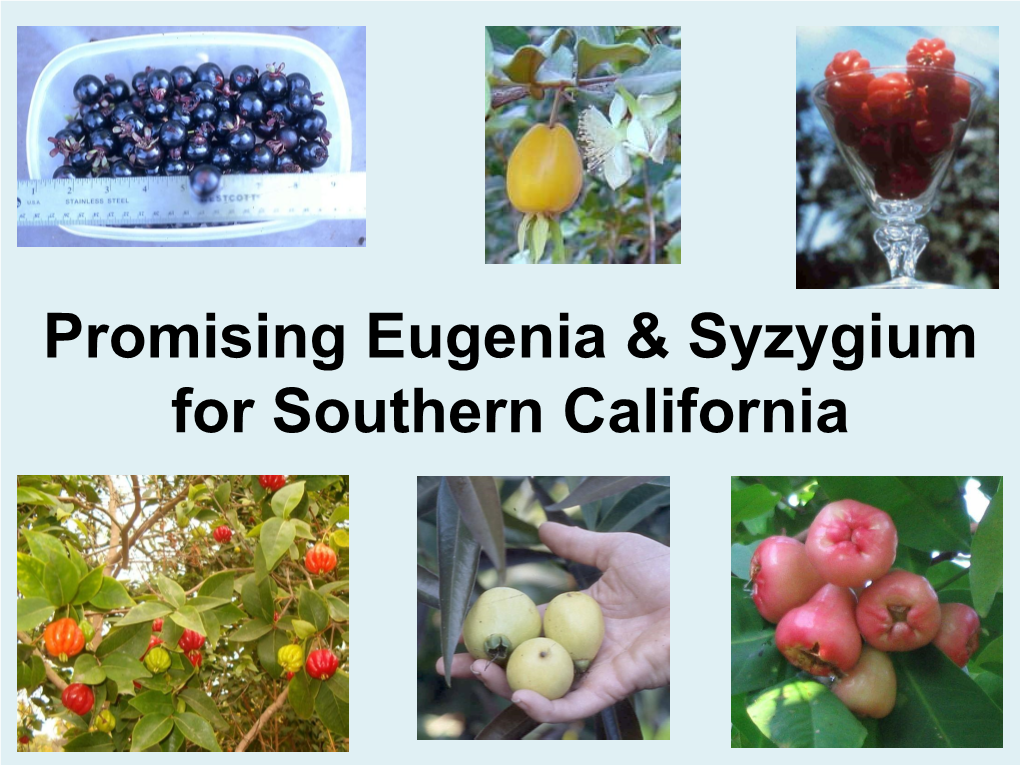 Promising Eugenia for Southern California Presentation