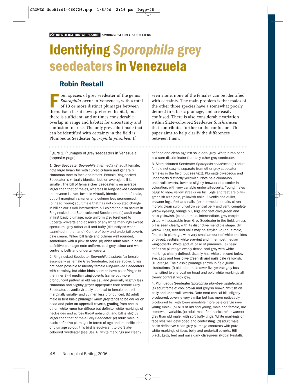 Identifying Sporophila Grey Seedeaters in Venezuela Robin Restall